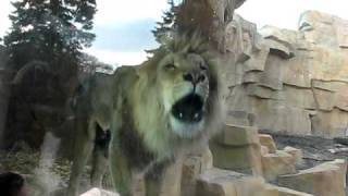 Lion Roaring at the Brookfield Zoo [upl. by Minica]