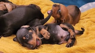 3 week old puppies playing  Mini dachshund Puppies [upl. by Somerville]