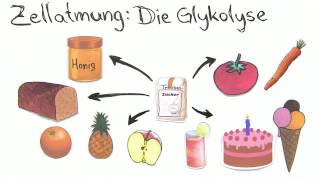 GLYKOLYSE  BEDEUTUNG UND BILANZ  Biologie  Stoffwechselbiologie [upl. by Hessney]