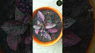 Polka dot plant making pot beauty full Cooler garden shorts [upl. by Anifares]