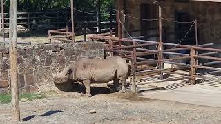 Eastern black rhinoceros [upl. by Ydoow]