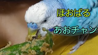 インコも10歳になると！食事の仕方が変わります [upl. by Aleyam756]