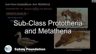 SubClass Prototheria and Metatheria Biology Lecture  Sabaqpk [upl. by Abroms990]