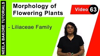 Morphology of Flowering Plants  NEET  Liliaceae Family  Neela Bakore Tutorials [upl. by Gabbey166]