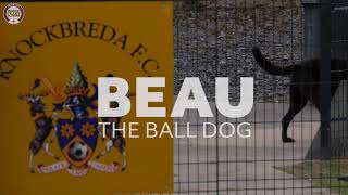 Beau the ball dog  Knockbreda FC [upl. by Ailedo]