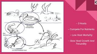 Tapeworms 34 Life Cycle [upl. by Alah]