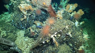 DeepSea Coral Reef Discovered in the Galápagos with Alvin [upl. by Lipinski]