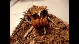 African Red Trapdoor Spider feeding [upl. by Eidua]