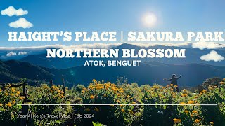 Travel Vlog Haight’s Place  Sakura Park  Northern Blossom Atok Benguet 2024 [upl. by Ayocal]