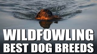 Best Wildfowling Dog Breeds [upl. by Winifield]