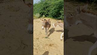 Donkey ka voice pets shorts [upl. by Khalsa]