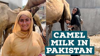 Buying Camel Milk on the Streets of Karachi Pakistan Life [upl. by Enamrahc]