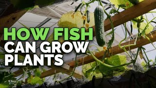 492lb of Cucumbers in 4 Weeks Aquaponics Greenhouse Tour [upl. by Nwahsed249]