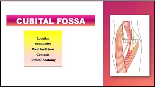 Cubital Fossa Anatomy  Boundaries amp Contents [upl. by Hearn]