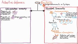 Immune responses Adaptive Humoral vs CellMediated [upl. by Zzaj]