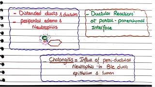 Bile Duct Obstruction and Ascending Cholangitis  Morphology [upl. by Ahsoik]