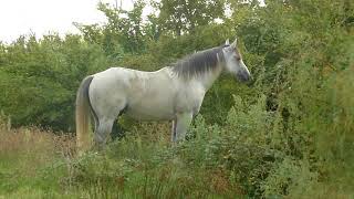 CAMARGUE STALLION 2 [upl. by Anital]