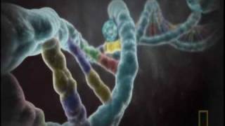 National Geographic explains the biology of homosexuality [upl. by Emina]