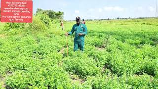 The grasses that u must have in order to do zero grazing of goats and the effects of some other gras [upl. by Thury]