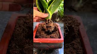 Plant a pot of ornamental plants that others abandoned shorts plants [upl. by Gladstone]