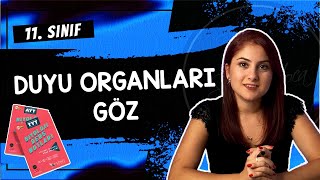 9 GÖZ  DUYU ORGANLARI 1  11 SINIF  AYT BİYOLOJİ DERS NOTLARI  2024 [upl. by Ploch]