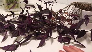 Tradescantia Zebrina Water Propagation [upl. by Ayifas]