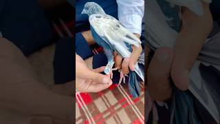 Kabuter Ke Per Me Dawai Bandhi  pigeon reaction shorts skpigeonloft [upl. by Ogdan63]