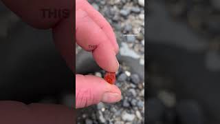 TINIEST agate in the world 😍 carnelian agate rockhounding crystals gems oregoncoast [upl. by Giovanna]