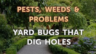 Yard Bugs That Dig Holes [upl. by Marcellus]