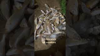 25 work hrs got 66 croakers [upl. by Enawtna654]