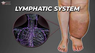 The Secret Plumbing That Keeps You Alive Lymphatic System [upl. by Nybor]