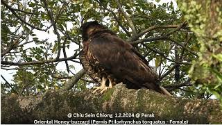 Oriental Honeybuzzard Pernis Ptilorhynchus torquatus  Female  Chiu S C DSCN2031 [upl. by Reisinger]