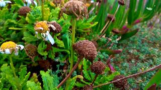 Mandons Chrysanthemum Argyranthemum pinnatifidum ssp succulentum  Estreleira Pampilhos [upl. by Yrian488]