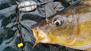 How to catch carp in summer Carp fishing bait carp rigs tips and techniques [upl. by Reamonn]