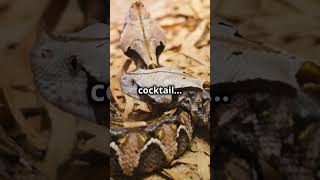 Top fact about gaboon viper short viralshort animallover gaboon viper [upl. by Alaunnoif6]