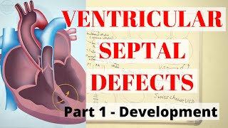 VENTRICULAR SEPTAL DEFECTS PART1 Development [upl. by Baese]