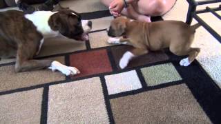 Puppy Boxers Playing for the first time [upl. by Asirahc]