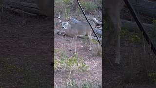 Controlling CWD in deer hunteradvantage huntersadvantagepodcast [upl. by Aniraz]