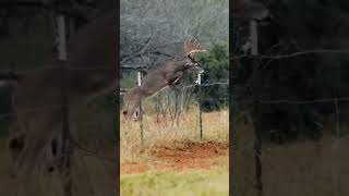 Venado brincando la cerca [upl. by Ellenaej]