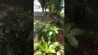 DracenaPauDÁguaDracaena fragrans L  Ker GawlLeitura na Descriçãodracaena [upl. by Eceerehs]