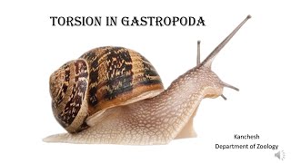 30Torsion in Gastropoda [upl. by Stilwell]