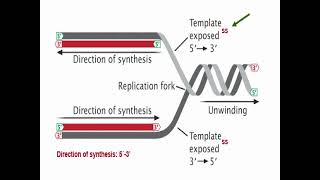 Types of DNA Replication [upl. by Pain]