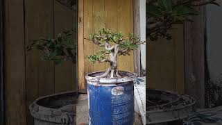 Pohon sancang tumor bonsai garden serutbonsai [upl. by Ojoj]