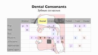 English Consonants  Place of Articulation [upl. by Erie]