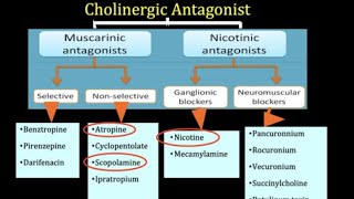 Pharmacology part 4 cholinergic antagonist [upl. by Sweet781]