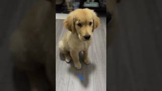 Cute golden retriever puppy🐾 [upl. by Lennod494]