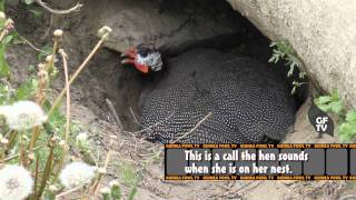 Guinea Fowl Hen Sounds amp Nest Calls [upl. by Ellenad791]