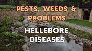 Hellebore Diseases [upl. by Ratib816]