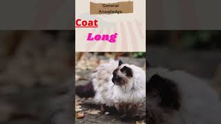 Cat Breed Information of Birman Cats [upl. by Allehs]