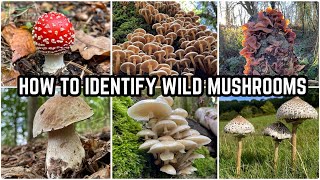 How To Identify Wild Mushrooms 🍄 [upl. by Vedetta]